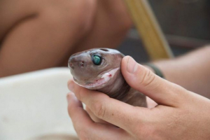 Brazylijski świecący rekin: zdjęcie, opis Brazylijski świecący rekin: zdjęcie, opis